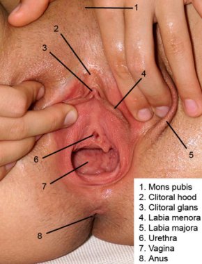 Vagina anatomy with labels